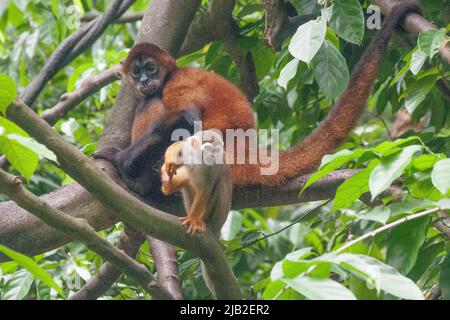 Gewöhnlicher Eichhörnchen-Affe im Mandai Wildlife Reserve, Singapur Zoo Stockfoto