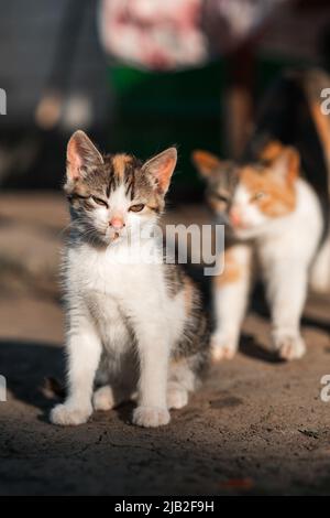 Ein kleines Kätzchen sitzt in die Ferne schauend, im Hintergrund streckt sich eine Mutterkatze Stockfoto