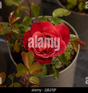 Nahaufnahme von Rosa Hot Chocolate, einer floribunda Rose, die im Garten im Freien zu sehen ist. Stockfoto