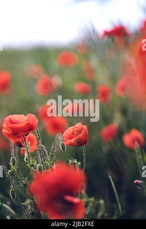 Mohnblumen wachsen auf einem grünen Feld. Hochwertige Fotos Stockfoto