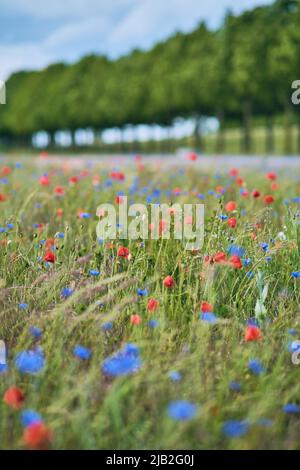 Mohnblumen und Kornblumen auf einem Feld an einem sonnigen Tag in Deutschland. Hochwertige Fotos Stockfoto