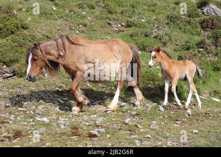 Carneddau Pony und Fohlen, Snowdonia, Wales Stockfoto