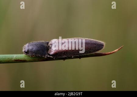 Klicken Sie auf Käfer Athous haemorrhoidalis Stockfoto