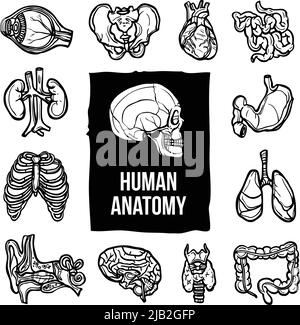 Menschliche Anatomie innere Körper Organe Skizze dekorative Symbole Set isoliert Vektor Illustration Stock Vektor