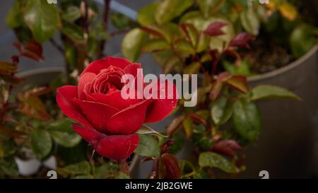 Nahaufnahme von Rosa Hot Chocolate, einer Floribunda Rose, die im Garten im Freien gesehen wird. Stockfoto