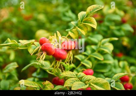 Die Hüften der wilden Rose auf dem Bush. Die Hagebutten der Wildrose wachsen an einem großen Busch. Stockfoto