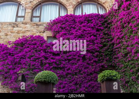 Fassade eines mittelalterlichen Gebäudes voller Blumen im mittelalterlichen Dorf von Kumpels Stockfoto