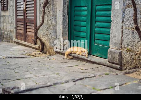 Montenegro Katzen. Panoramasicht auf die historische Stadt Risan an der berühmten Bucht von Kotor an einem schönen sonnigen Tag mit blauem Himmel und Wolken im Sommer Stockfoto