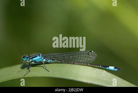 Nahaufnahme einer kleinen Federdrachenfliege (Platycnemis pennipes), die auf einem langen Grashalm vor grünem Hintergrund in der Natur sitzt Stockfoto