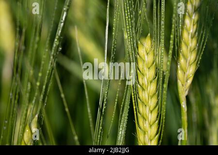Nahaufnahme, Detailaufnahme, Textur und Hintergrund von grüner Gerste auf dem Feld mit Wassertropfen darauf. Stockfoto