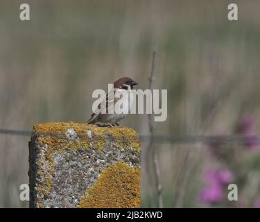Eurasischer Baumsperling, der auf einem Zaunpfosten thront. Eurasischer Baumsperling, der auf einem Zaunpfosten thront. Stockfoto