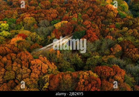 Die Brücke im Herbstwald ist in den Bäumen von einer Drohne aus sichtbar Stockfoto