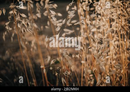 Goldene trockene Haferspiesse mit Hintergrundbeleuchtung und untergehenden Sonnenstrahlen Stockfoto