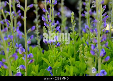 False Indigo (Baptizia australis) zeigt dunkelviolette/blaue Blüten gegen grünes Laub. Stockfoto