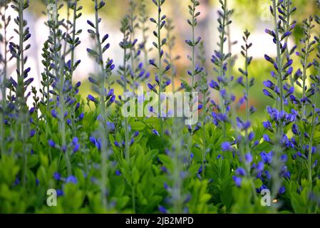 False Indigo (Baptizia australis) zeigt dunkelviolette/blaue Blüten gegen grünes Laub. Stockfoto