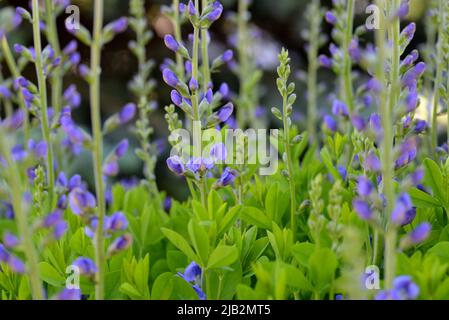 False Indigo (Baptizia australis) zeigt dunkelviolette/blaue Blüten gegen grünes Laub. Stockfoto