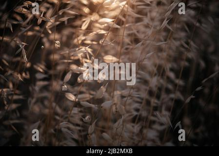 Goldene trockene Haferspiesse mit Hintergrundbeleuchtung und untergehenden Sonnenstrahlen Stockfoto