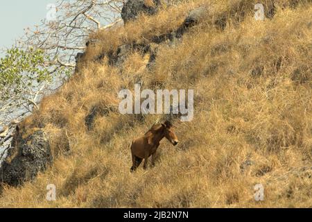 In der Trockenzeit grast in Prailiang in Mondu, Kanatang, East Sumba, East Nusa Tenggara, Indonesien, ein ernährungsschwächeres Pony auf trockenem Grasland. 84 Prozent aller terrestrischen Ökosysteme sind durch die Veränderung und Verschärfung von Waldbränden bedroht, so die UN-Konvention zur Bekämpfung der Wüstenbildung (UNCCD) in ihrer Publikation vom Mai 2022 mit dem Titel „Dürre in Zahlen 2022: Wiederherstellung für Bereitschaft und Widerstandsfähigkeit“. Stockfoto