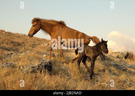 Ponys mit Ernährungsmangel wandern während der Trockenzeit auf trockenem Grasland im Dorf Prailiang in Mondu, Kanatang, East Sumba, East Nusa Tenggara, Indonesien. 84 Prozent aller terrestrischen Ökosysteme sind durch die Veränderung und Verschärfung von Waldbränden bedroht, so die UN-Konvention zur Bekämpfung der Wüstenbildung (UNCCD) in ihrer Publikation vom Mai 2022 mit dem Titel „Dürre in Zahlen 2022: Wiederherstellung für Bereitschaft und Widerstandsfähigkeit“. Stockfoto