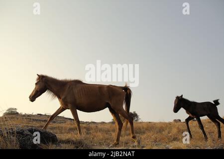 Ponys mit Ernährungsmangel wandern während der Trockenzeit auf trockenem Grasland im Dorf Prailiang in Mondu, Kanatang, East Sumba, East Nusa Tenggara, Indonesien. 84 Prozent aller terrestrischen Ökosysteme sind durch die Veränderung und Verschärfung von Waldbränden bedroht, so die UN-Konvention zur Bekämpfung der Wüstenbildung (UNCCD) in ihrer Publikation vom Mai 2022 mit dem Titel „Dürre in Zahlen 2022: Wiederherstellung für Bereitschaft und Widerstandsfähigkeit“. Stockfoto