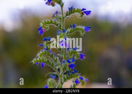 Blüten von Echium vulgare – bekannt als Viper's bugloss und blueweed Stockfoto