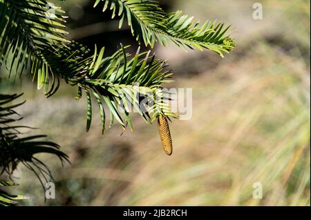 Wollemia,nobilis, Wollemi-Kiefer, Araucariaceae. Prähistorische Kiefer in Australien entdeckt. Stockfoto