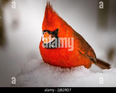 Kardinal im Schnee Stockfoto