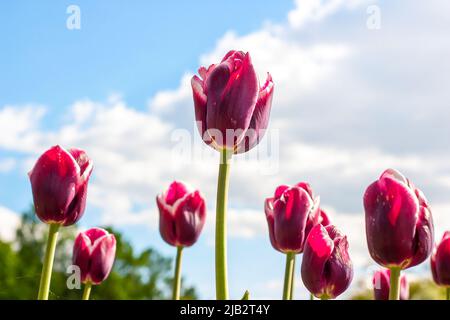 Dunkelviolett blühende Tulpenblüten im Frühling auf dem Feld gegen den blauen Himmel. Stockfoto