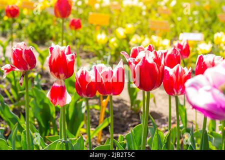 Leuchtend rote blühende Tulpenblüten auf dem blühenden Feld im Frühling. Stockfoto