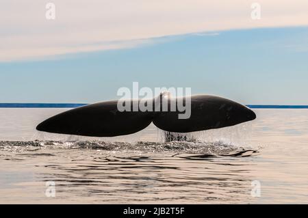 Südlicher rechter Walschwanz, Peninsula Valdes, Weltkulturerbe, Patagonien, Argentinien. Stockfoto