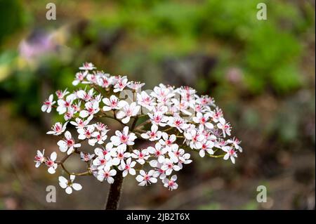 Riesenbecher indischer Rhabarber, Darmera peltata Regenschirmpflanze, Peltiphyllum peltatum, Saxifragaceae. Frühe Frühlingsblume der Darmera peltata. Stockfoto