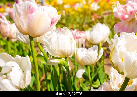 Weiße blühende Tulpenblüten auf dem blühenden Feld im Frühling. Stockfoto