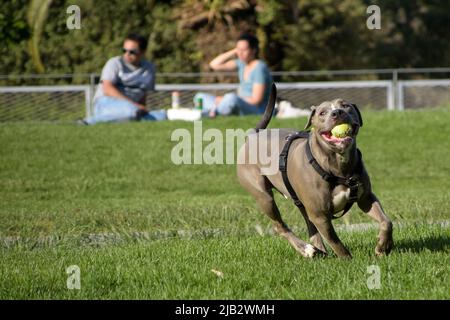 Der graue Pitbull-Terrier-Hund spielt in einem Park mit einem Ball. Stockfoto