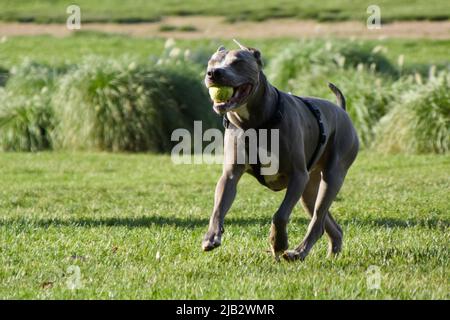 Der graue Pitbull-Terrier-Hund spielt in einem Park mit einem Ball. Stockfoto