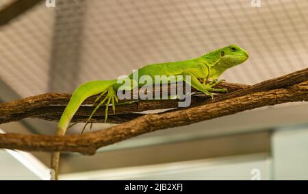 Ein Bild eines Brachylophus fasciatus, oder Lau gebänderter Leguan, im Terrarium des Orientarium ZOO Łódź. Stockfoto