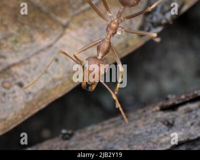 Nahaufnahme der asiatischen Weberamantel auf dem nassen getrockneten Blatt Stockfoto