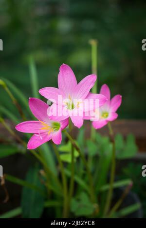 Ein Strauß von Regenlilien oder Zephyrlilien, auch bekannt als kubanische Zephyrilie oder Rosenfee-Lilie, die erst nach starkem Regen, einer kleinen tropischen Blume, blühen Stockfoto