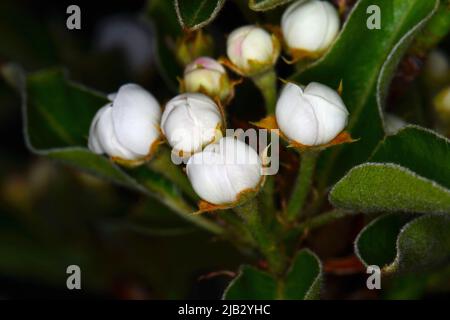 Birnenblüten, isoliert auf schwarzem Hintergrund. Nahaufnahme von weißen Birnenblüten in der Nacht. Zarte weiß-cremefarbene Knospen mit roten Staubblättern und grünen Blättern Stockfoto