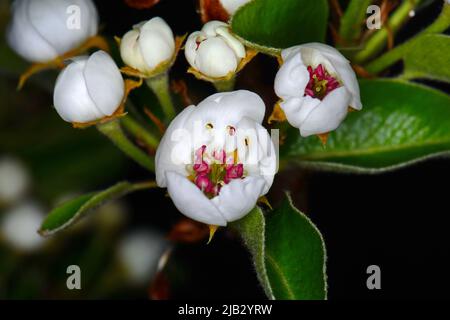 Birnenblüten, isoliert auf schwarzem Hintergrund. Nahaufnahme von weißen Birnenblüten in der Nacht. Zarte weiß-cremefarbene Knospen mit roten Staubblättern und grünen Blättern Stockfoto