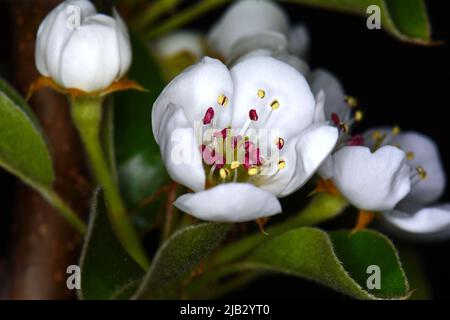 Birnenblüten, isoliert auf schwarzem Hintergrund. Nahaufnahme von weißen Birnenblüten in der Nacht. Zarte weiß-cremefarbene Knospen mit roten Staubblättern und grünen Blättern Stockfoto