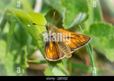 Ein großer Skipper-Schmetterling (Ochlodes sylvanus) im Naturschutzgebiet Tunstall Hills, Sunderland, Nordostengland Stockfoto