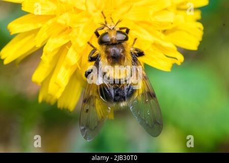 Eine Biene, die schwebfliege (Volucella bombylans, var plumata) nachahmt und tatsächlich einer Hummel ähnelt. Aufgenommen im Naturschutzgebiet Tunstall Hills, Sunderland. Stockfoto