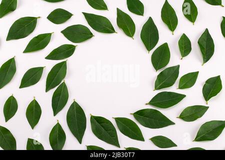 Grüne Blätter auf weißem Hintergrund mit rundem Kopierraum in der Mitte. Für Text platzieren. Draufsicht. Stockfoto