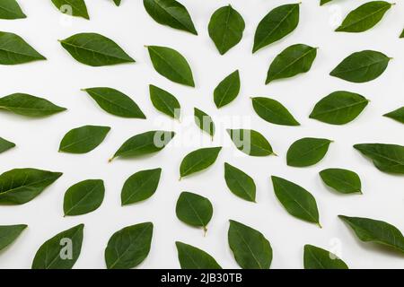Grüne Blätter auf weißem Hintergrund angeordnet. Draufsicht. Stockfoto