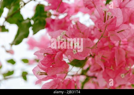 Rosa bougainvillea Stockfoto