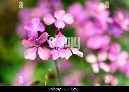 Lunaria annua, auch Ehrlichkeit oder jährliche Ehrlichkeit genannt Stockfoto