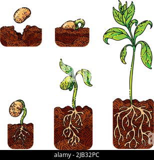 Handgezeichneter Vektor der Pflanzenkügelzeichnung Stock Vektor
