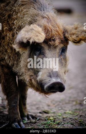 30. Mai 2022, Niedersachsen, Braunschweig: Auf einer Weide am Stadtrand steht eine Zuchtsaue der Rasse Mangalitsa, die aus Ungarn stammt und wegen ihrer lockigen Borsten auch als Wollschwein bezeichnet wird. Foto: Stefan Jaitner/dpa Stockfoto