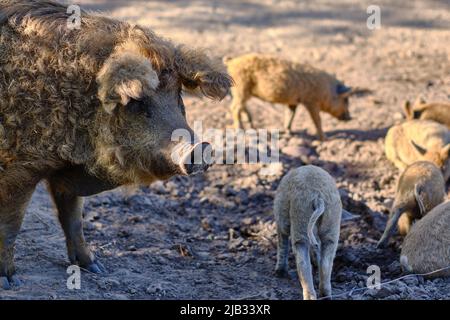 09. Mai 2022, Niedersachsen, Braunschweig: Eine Zuchtsaue der Mangalitsa-Rasse, die aus Ungarn stammt und wegen ihrer lockigen Borsten auch Wollschwein genannt wird, steht mit ihren Ferkeln auf einer Weide am Stadtrand. Foto: Stefan Jaitner/dpa Stockfoto