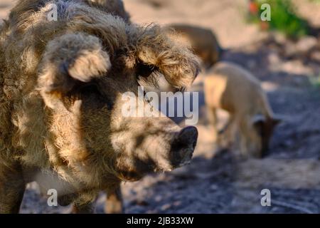 09. Mai 2022, Niedersachsen, Braunschweig: Eine Zuchtsaue der Mangalitsa-Rasse, die aus Ungarn stammt und wegen ihrer lockigen Borsten auch Wollschwein genannt wird, steht mit ihren Ferkeln auf einer Weide am Stadtrand. Foto: Stefan Jaitner/dpa Stockfoto